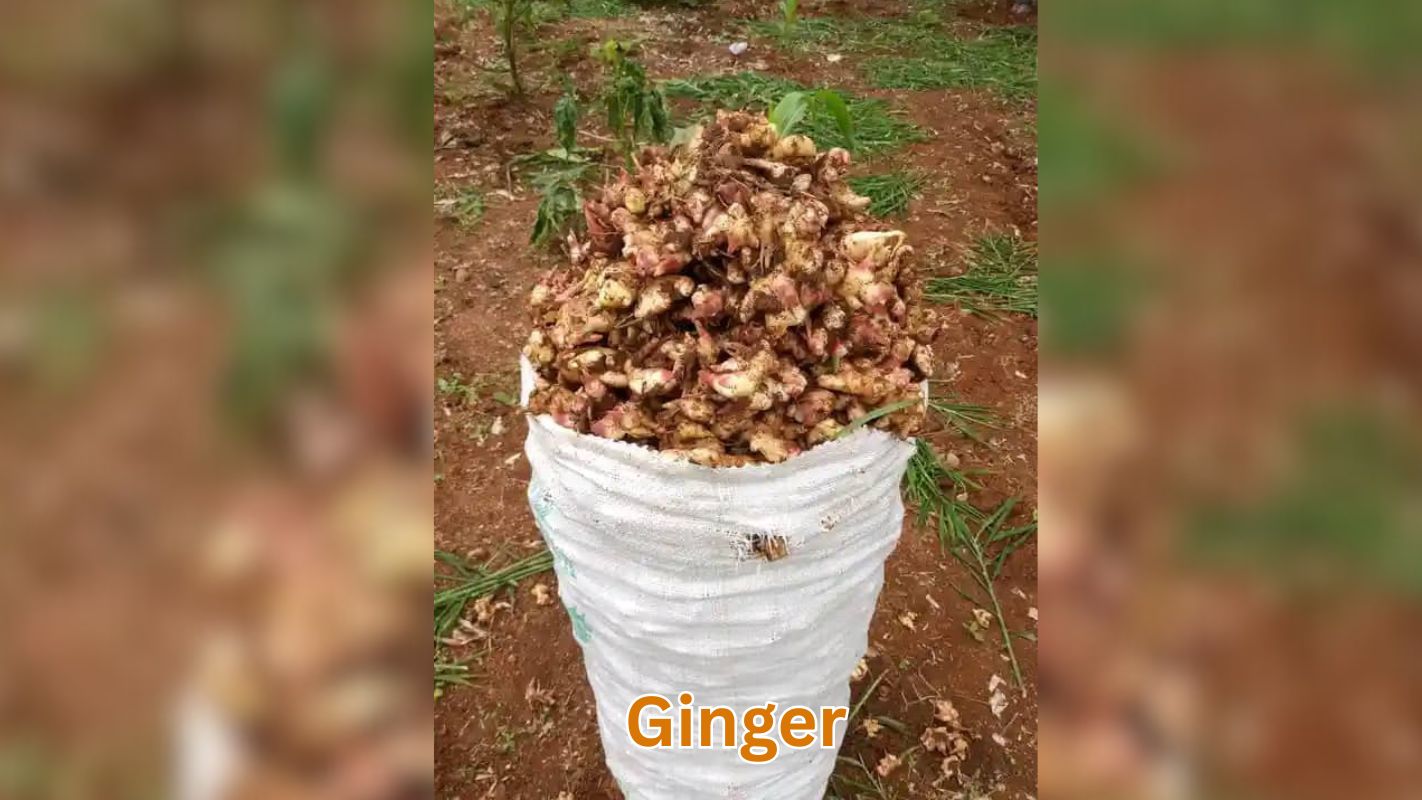 Ginger